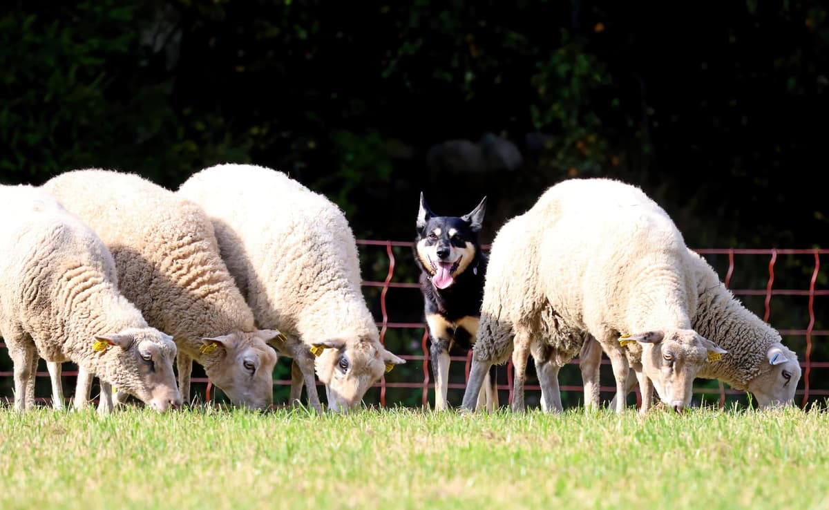 Low Stress Stock Handling